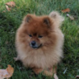 Meet your Posher, Tarantula's mostly!